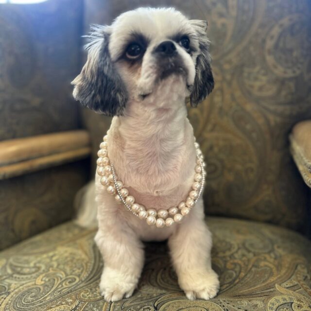 The doggone most interesting characters are loyal supporters of Metro Broker Jewelers, and we truly love them for it. Take Zhoo Zha, for example 🐶 Doesn't she look lovely in diamonds and pearls?
Swipe to see Zhoo Zha's reaction when we told her that some folks actually buy their jewelry from other jewelry stores. To say she was a bit mortified is an understatement. 

Metro Broker Jewelers - Find A Treasure, Save A Fortune 💎
Stop in today or call us for pricing and availability 📱
410-653-5880

#customjewelry #antiquejewelry #vintagejewelry #estatejewelry #estatejewelryforsale #diamondrings #engagementrings #naturaldiamonds #labgrowndiamonds #baltimorejeweler #jewelryrepair #jewelrydesign #metrobrokerjewelers #metrobroker #metrobrokerltd #mbj #pikesville #reisterstown #diamondsandpearls