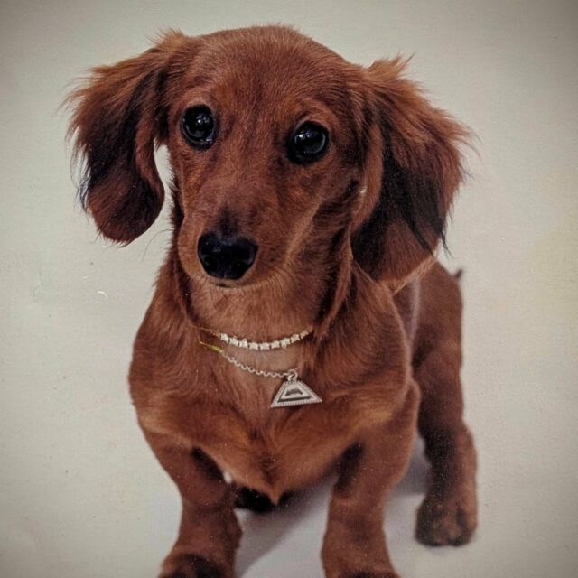 Dino the Dachsund, one of our most beloved customers. We custom made him two natural diamond necklaces, and boy did he wear them well ♥️ Need a fun piece for your fur baby? Give us a call, the pawsibilities are endless 🐾 🐶 

Metro Broker Jewelers - Find A Treasure, Save A Fortune 💎
Stop in today or call us for pricing and availability 📱
410-653-5880

#customjewelry #antiquejewelry #vintagejewelry #estatejewelry #estatejewelryforsale #diamondrings #engagementrings #naturaldiamonds #labgrowndiamonds #baltimorejeweler #jewelryrepair #jewelrydesign #metrobrokerjewelers #metrobroker #metrobrokerltd #mbj #pikesville #reisterstown #dachsundsofinstagram♥️
#dachsund #dogjewelry